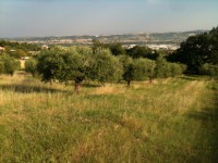 /album/oliveto/girl-harvesting-jpg/